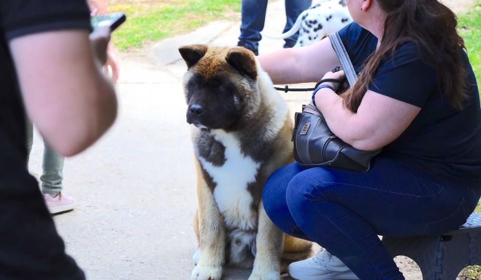 Foto Vranje news