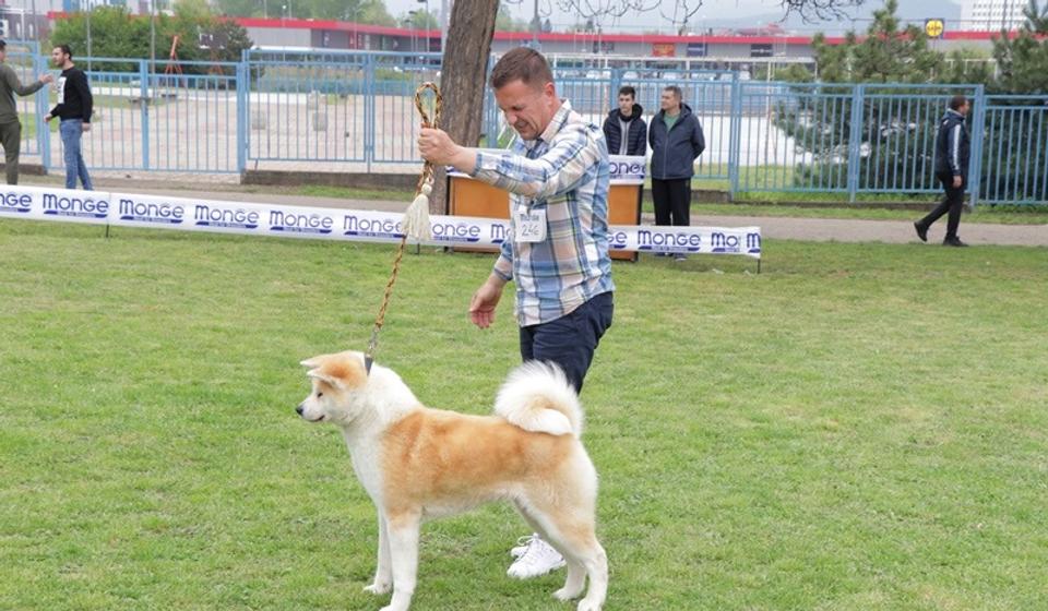 Još jedan detalj sa izložbe CACIB Vranje 2022. Foto Vranje News