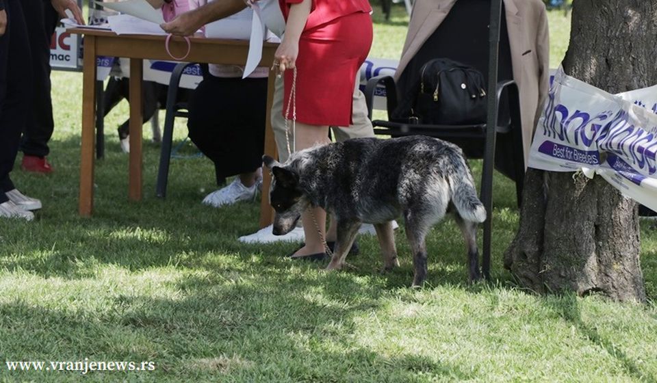 Foto Vranje News