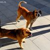Foto ilustracija Vranje News