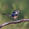 Dugorepi svračak. Foto birdsofeurope.eu