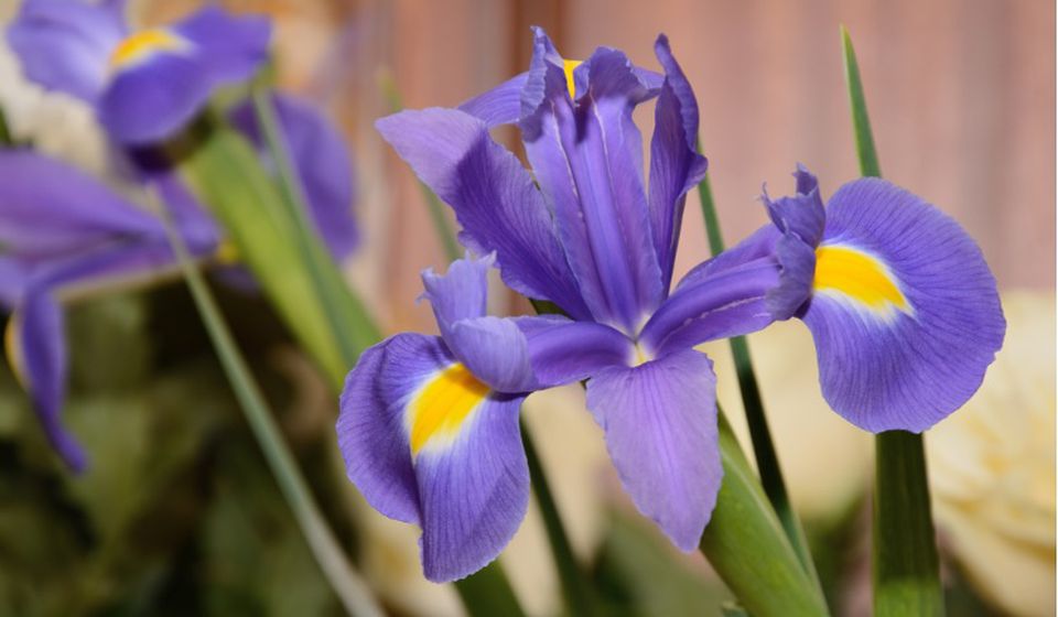 Perunika ili iris. Foto floraqueen.com