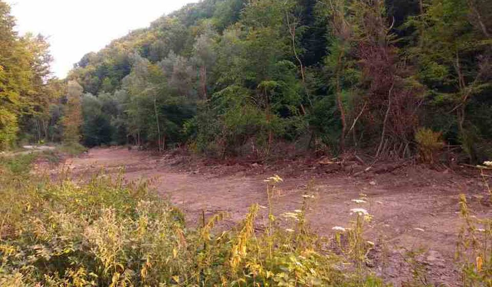 Prokrčena šuma za divlje saobraćajnice. Foto lična arhiva