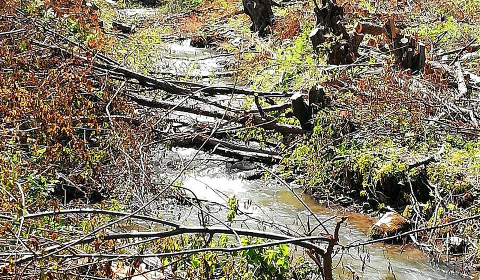 Pustoš pored rečnog korita. Foto lična arhiva