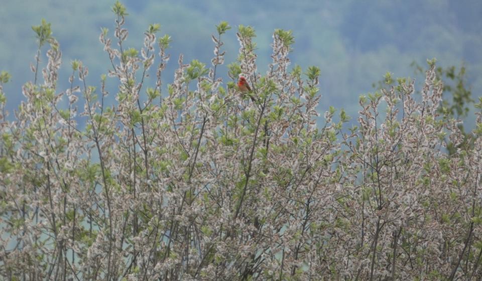 Društvo za zaštitu i proučavanje ptica